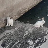 خرگوش|موش و خرگوش|تاکستان, |دیوار