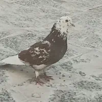 نر شازده