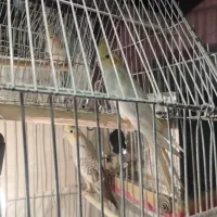 یک جفت عروس نرو ماده