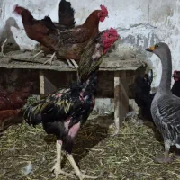 خروس لاری|حیوانات مزرعه|قم, بوستان جوان|دیوار