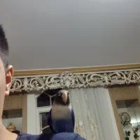 طوطی یرزیلی رام شده ابی کاربنی|پرنده|فردیس, نسترن شرقی|دیوار