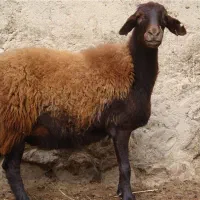 پوست گوسفند قهوه ای میش
