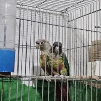 جفت مولد گرینچیک و عروس و برزیلی بشرط