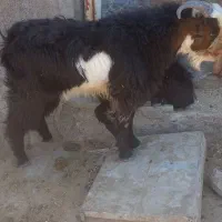 سه عددبزغاله چاق