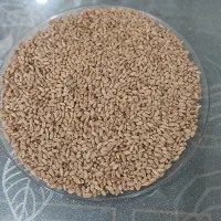گندم سارنگ درجه یک رامهرمز