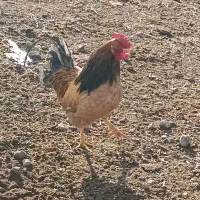خروس چهل تاج اصیل