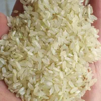عمده فروشی برنج کامفیروزی و عنبربو