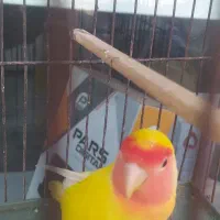 طوطی برزیلی کوتله