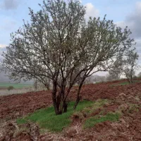 فروش فوری یک هکتار باغ بادام روانسر|فروش دفتر صنعتی، کشاورزی، تجاری|روانسر, |دیوار