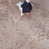 کفتر طووقی|پرنده|لامرد, |دیوار