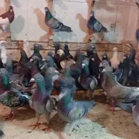 دسته بیرونی عجل|پرنده|شیراز, مهدی‌آباد|دیوار