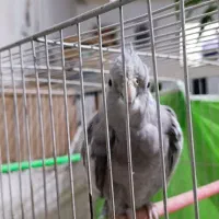 عروس هلندی وایت فیس ماده نژاد دار