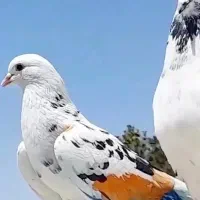 تعداد ۴۵ عدد کبوتر برای فروش ( بازدید فومن )