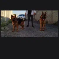 جفت ژرمن شپرد نر و مادع|سگ|تهران, امیریه|دیوار