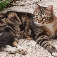 گربه گم شده