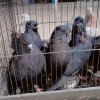 چند‌جفت‌ذاغ‌‌بازیکن‌دوتا‌کلی‌با‌سبز‌بکلای‌