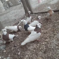کبوتر طوقی