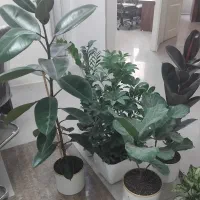 خدمات باغبانی گل گیاه آپارتمانی  گل کاری سمپاشی|خدمات باغبانی و درختکاری|تهران, تجریش|دیوار