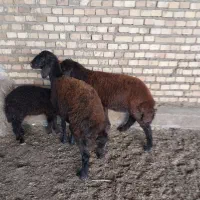 دو بره افشاری جنس عالی