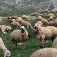 گوسفند       زنده.      جهت    قربانی   کل  طهران