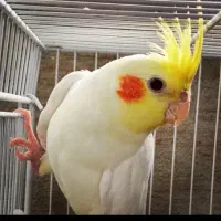 پرنده دوستان