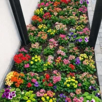 خدمات باغبانی گلکاری هرس کاری سمپاشی