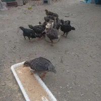 جوجه محلی