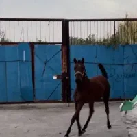 کره اسب مادیان