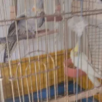 عروس هلندی جفت همراه تخم|پرنده|قدس, شهر‌قدس|دیوار