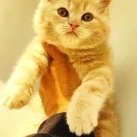 گربه های پرشین