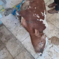 قصاب و سلاخی گوساله .گوسفند زنده عید قربان