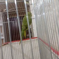 جوجه ملنگو سبز|پرنده|تربت‌حیدریه, شهرک ولیعصر|دیوار