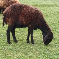 گوسفند قزل افشاری