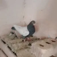 کفتر المانی ورنگه|پرنده|سلیمان, |دیوار