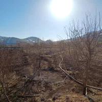 فروش نهال بادام محلی روستای پسکوهان