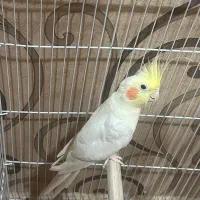 سرگرمی حیوانات