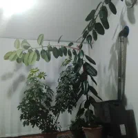 فروش گل خانگی