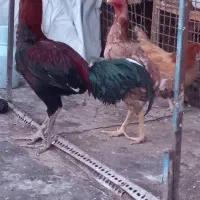 مرغ وخروس لاری