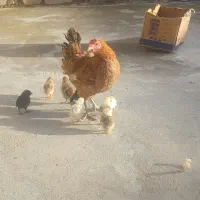 مرغ با جوجه