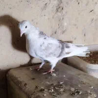 کبوتر غریب ماده