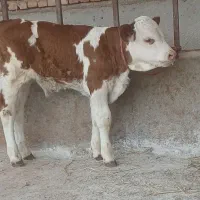 تهیه انواع گوساله های سیمینتال و هلشتاین دورگ محلی|حیوانات مزرعه|بندر ترکمن, |دیوار