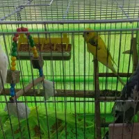 یک جفت عروس هلندی و یکدانه مرغ عشق|پرنده|تاکستان, |دیوار