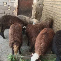بره نرماده گوشتی داشتی
