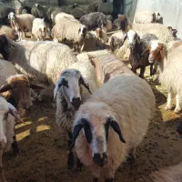 میش و بره جوان به علت تغییر شغل به فروش میرسد