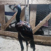 مرغ لاری