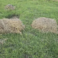مقداری علف قاطی با یونجه بفروش میرسد