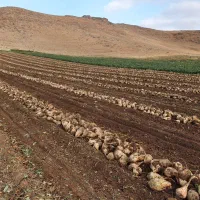 زمین کشاورزی