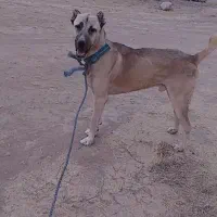 سگ گوسفندی