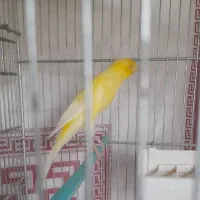 قناری نررسمی بلندمست|پرنده|شاهینشهر, نبوت|دیوار