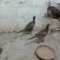 مرغ و خروس زینتی|حیوانات مزرعه|تهران, هفده شهریور|دیوار